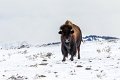 55 Yellowstone NP, bizon